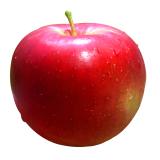 POMME PINK LADY KG
