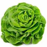 SALADE TTE VARIETÉ
